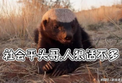 蜜獾视频,勇敢无畏的动物世界传奇